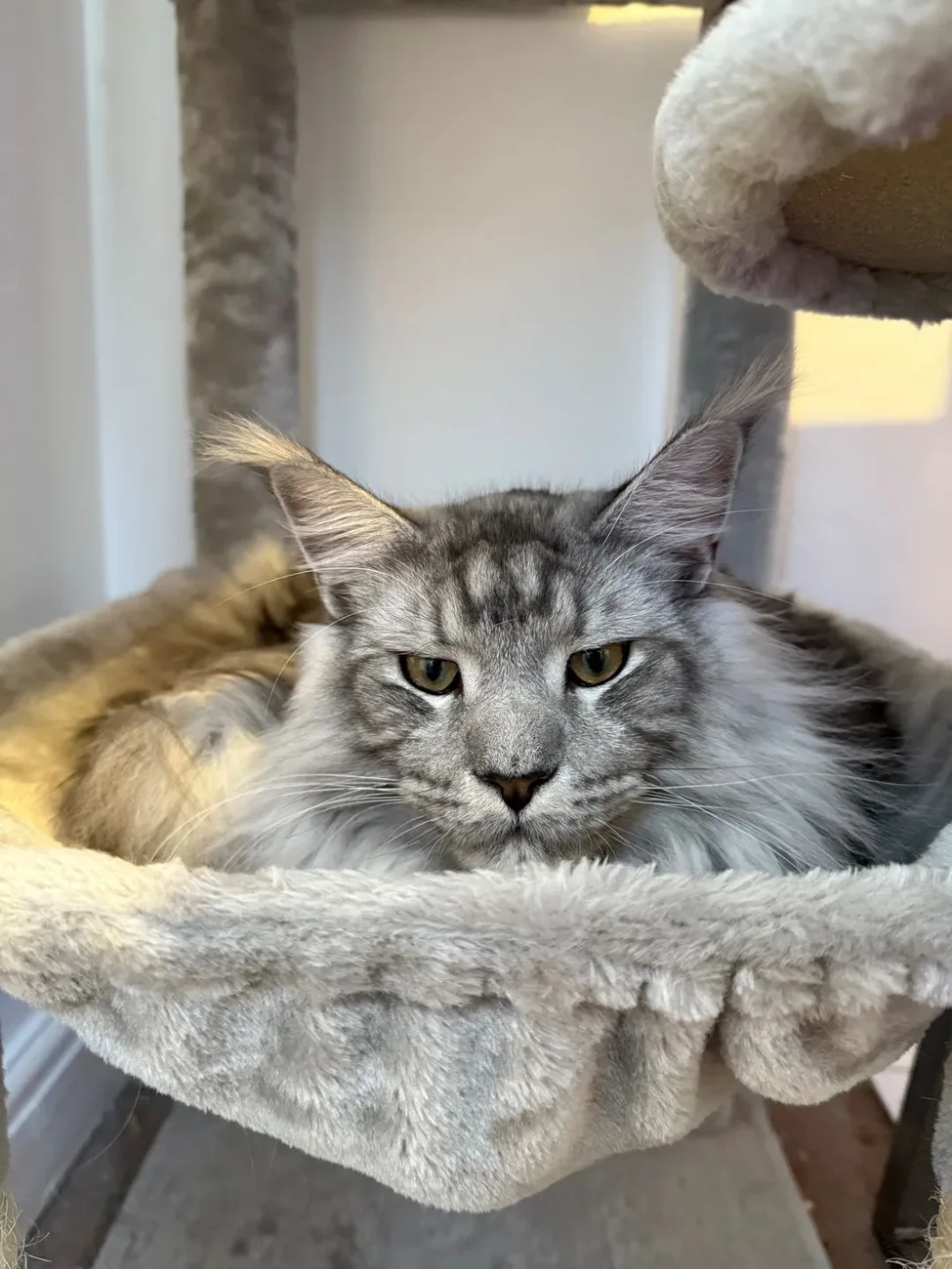 A grey tabby cat resting in a soft cat-tree hammock