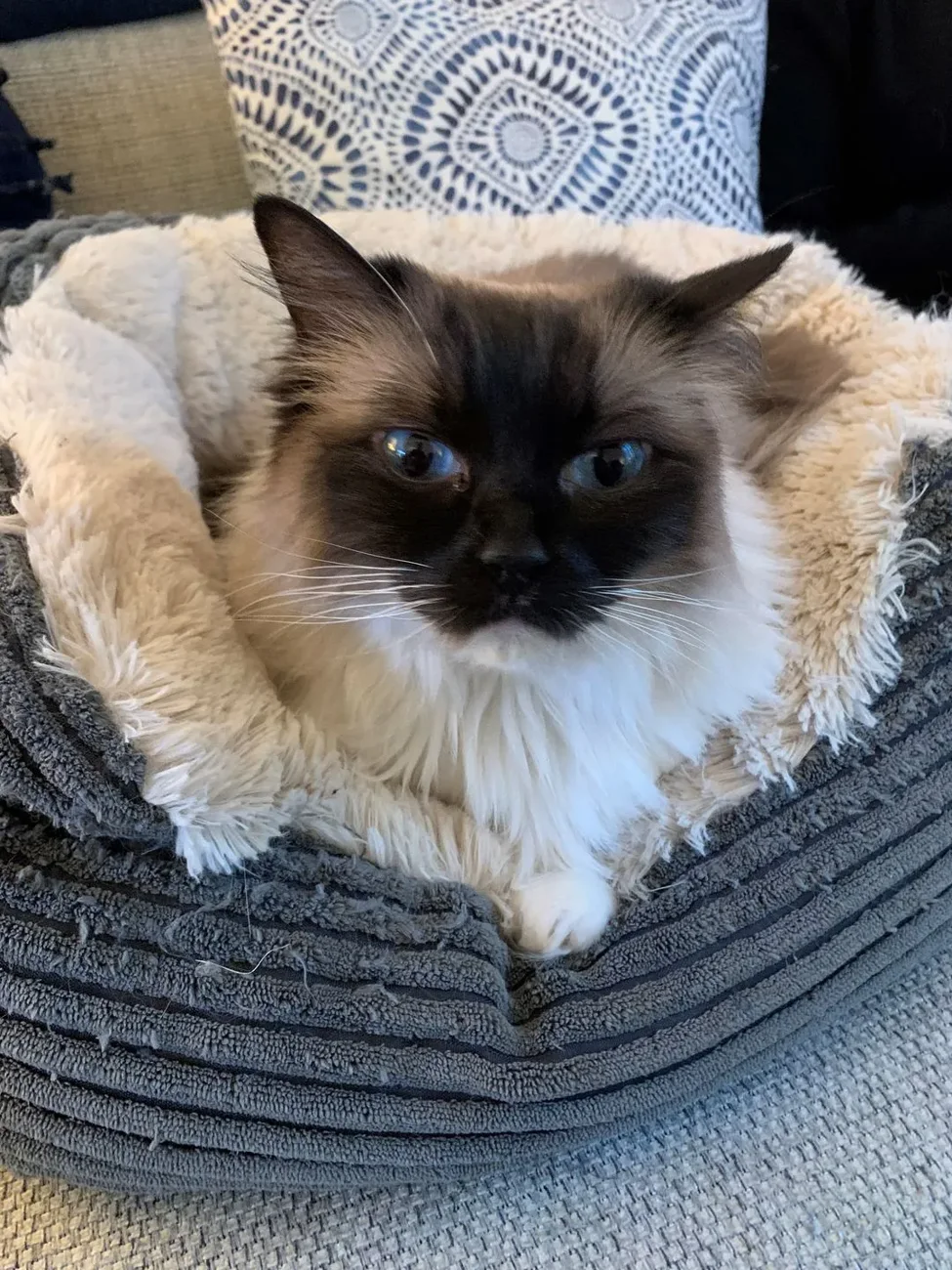 A blue-eyed, long-haired cat settled into a soft bed