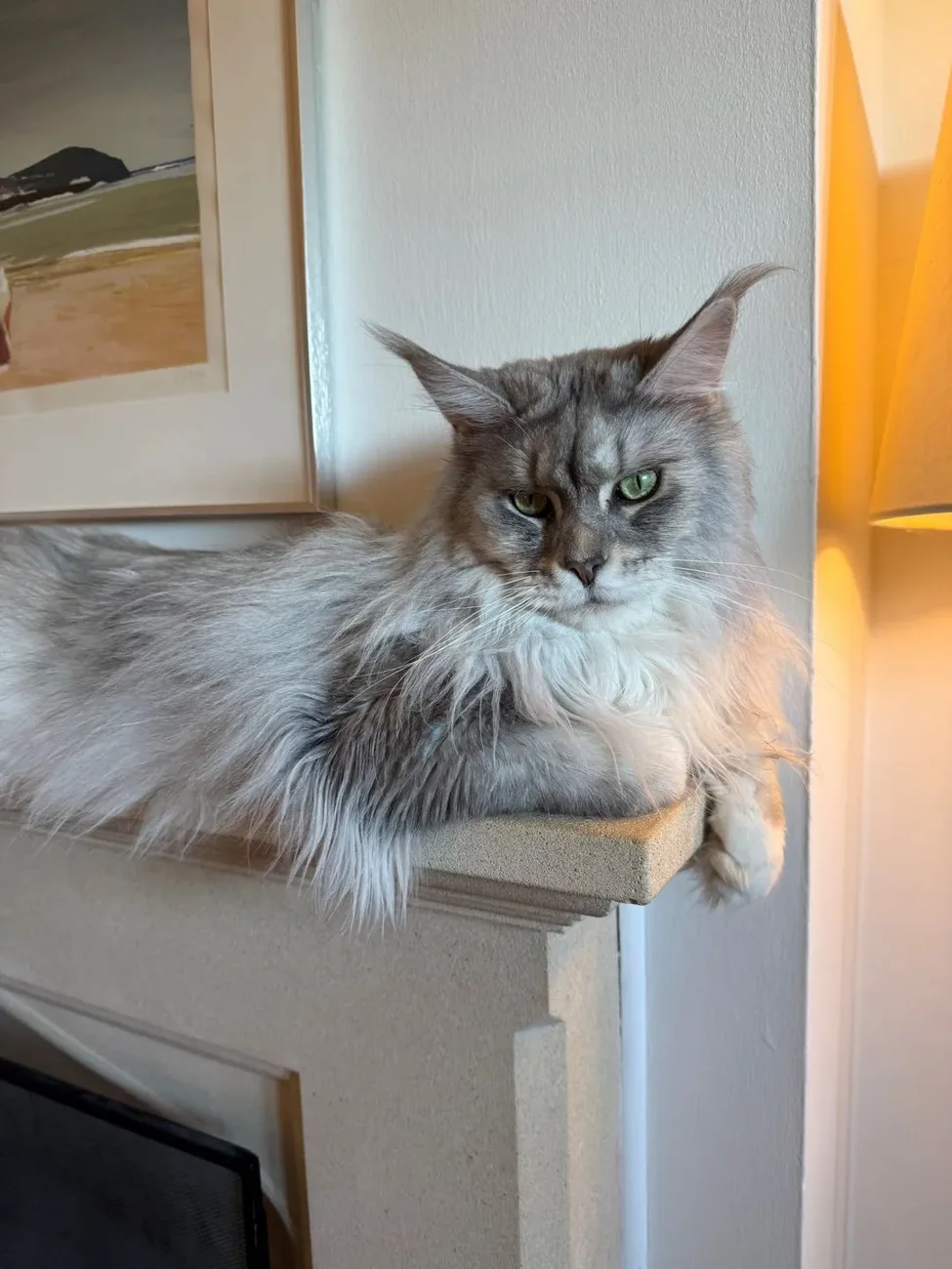 A fluffy grey cat relaxing on a perch beside the window
