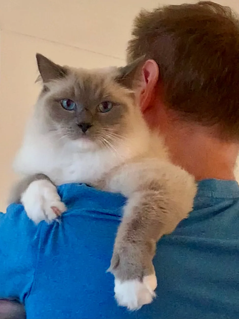 A relaxed blue-eyed cat draped over a shoulder