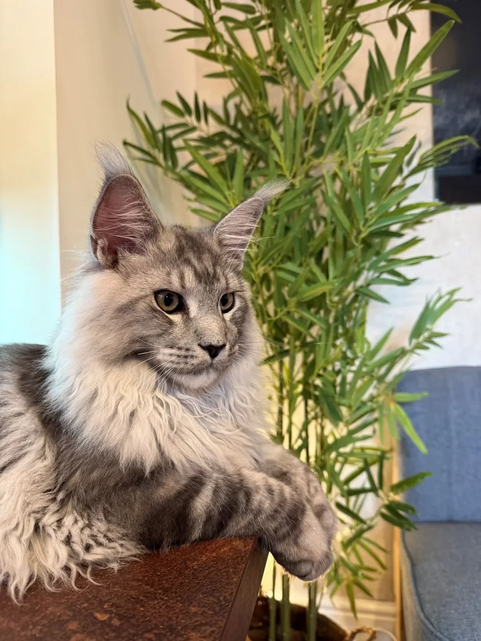 A long-haired grey cat sitting in a woven basket beside a houseplant