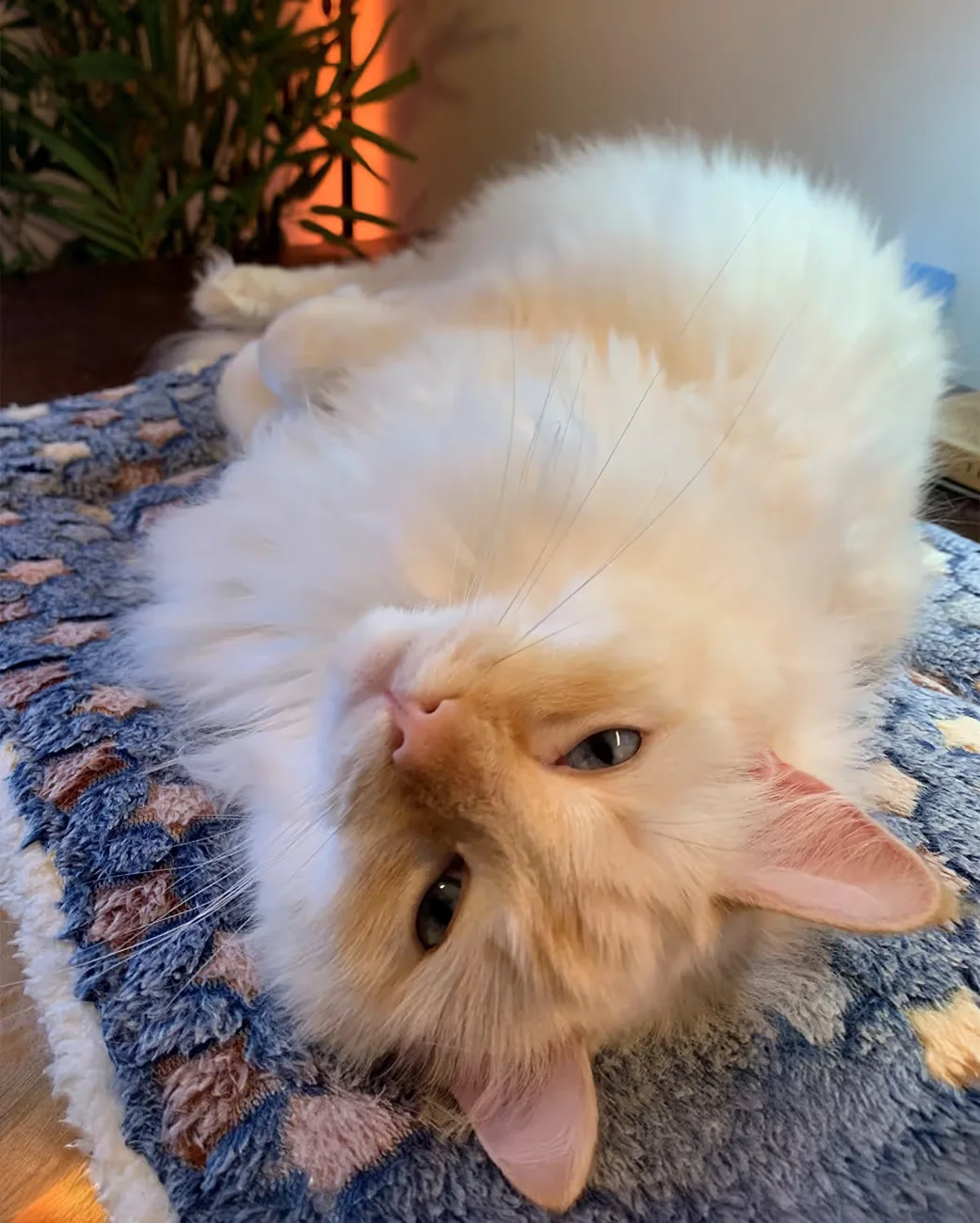 Danny, a cream-coloured cat, stretching upside down on a blanket